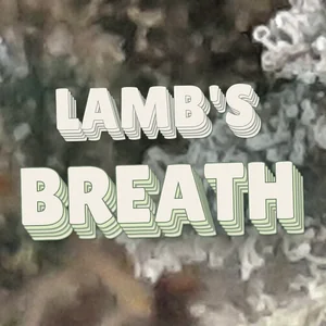 Lamb's Breath Cannabis Strain