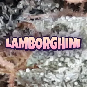 Lamborghini Cannabis Strain