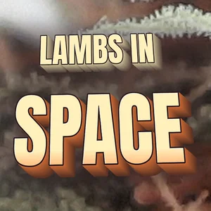 Lambs in Space Cannabis Strain
