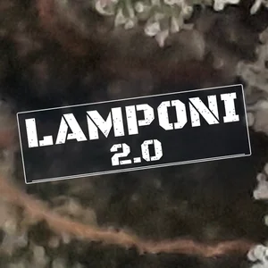 Lamponi 2.0 Cannabis Strain