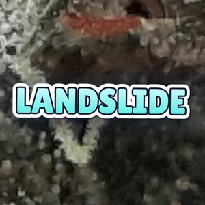 Landslide Cannabis Strain