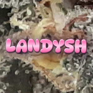 Landysh Cannabis Strain