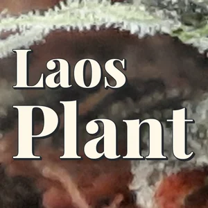 Laos Plant Cannabis Strain