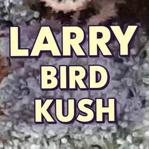 Larry Bird Kush Cannabis Strain