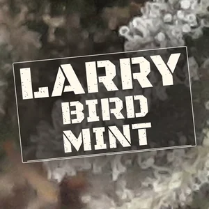 Larry Bird Mint Cannabis Strain