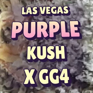 Las Vegas Purple Kush x GG4 Cannabis Strain