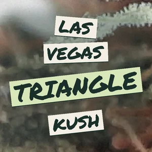 Las Vegas Triangle Kush Cannabis Strain