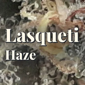 Lasqueti Haze Cannabis Strain