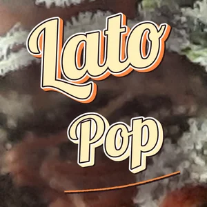 Lato Pop Cannabis Strain