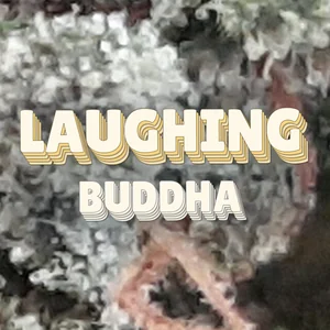 Laughing Buddha Cannabis Strain