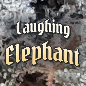 Laughing Elephant Cannabis Strain