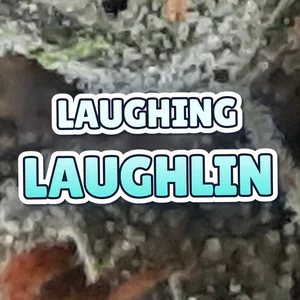 Laughing Laughlin Cannabis Strain