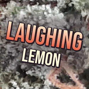 Laughing Lemon Cannabis Strain