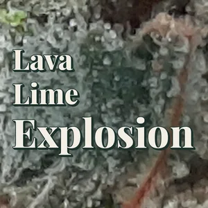 Lava Lime Explosion Cannabis Strain