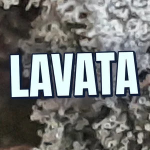 Lavata Cannabis Strain