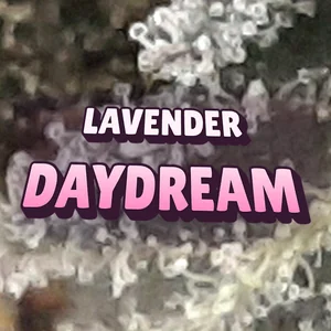 Lavender Daydream Cannabis Strain