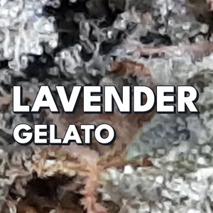 Lavender Gelato Cannabis Strain