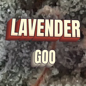 Lavender Goo Cannabis Strain