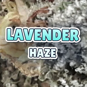 Lavender Haze Cannabis Strain