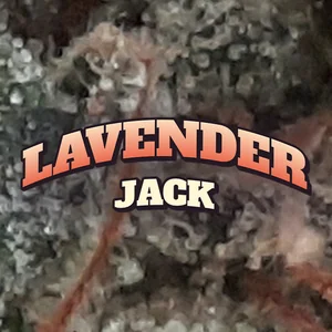 Lavender Jack Cannabis Strain