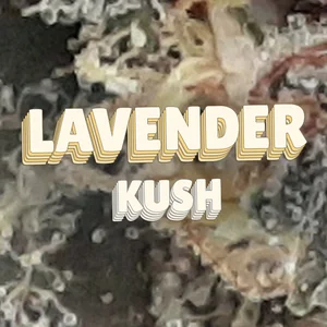 Lavender Kush Cannabis Strain