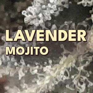 Lavender Mojito Cannabis Strain