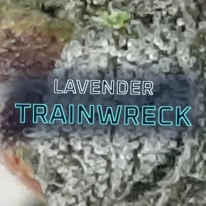 Lavender Trainwreck Cannabis Strain