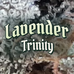 Lavender Trinity Cannabis Strain