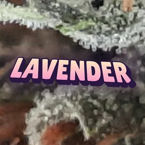 Lavender Cannabis Strain