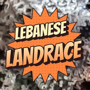 Lebanese Landrace Cannabis Strain