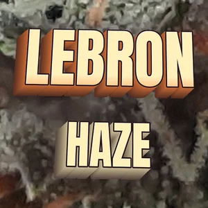 Lebron Haze Cannabis Strain