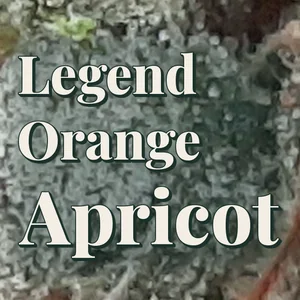 Legend Orange Apricot Cannabis Strain