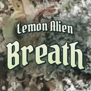 Lemon Alien Breath Cannabis Strain