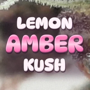 Lemon Amber Kush Cannabis Strain