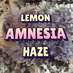 Lemon Amnesia Haze Cannabis Strain