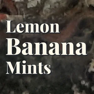 Lemon Banana Mints Cannabis Strain