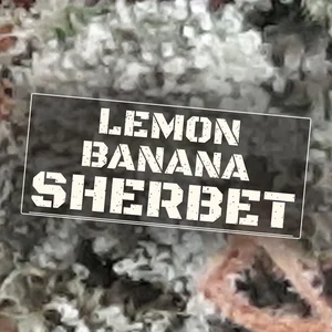 Lemon Banana Sherbet Cannabis Strain