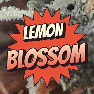 Lemon Blossom Cannabis Strain