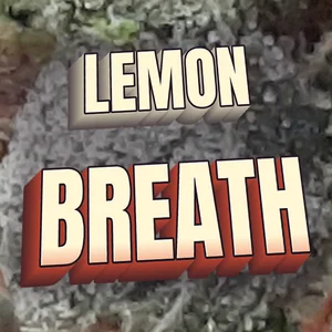 Lemon Breath Cannabis Strain