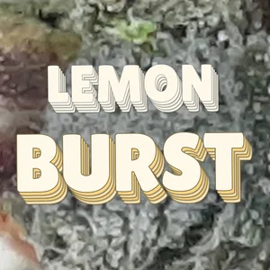 Lemon Burst Cannabis Strain