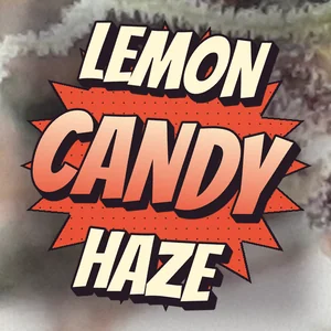 Lemon Candy Haze Cannabis Strain