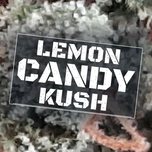 Lemon Candy Kush Cannabis Strain