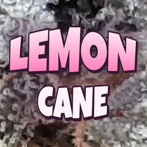 Lemon Cane Cannabis Strain
