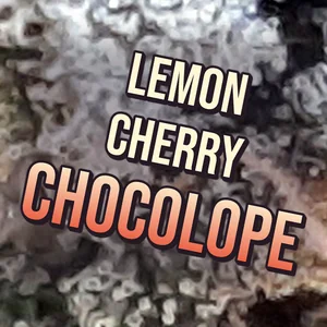 Lemon Cherry Chocolope Cannabis Strain