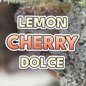 Lemon Cherry Dolce Cannabis Strain