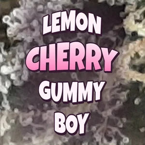 Lemon Cherry Gummy Boy Cannabis Strain