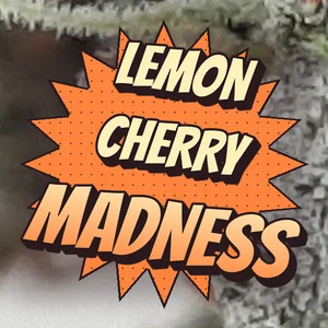 Lemon Cherry Madness Cannabis Strain