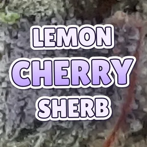 Lemon Cherry Sherb Cannabis Strain