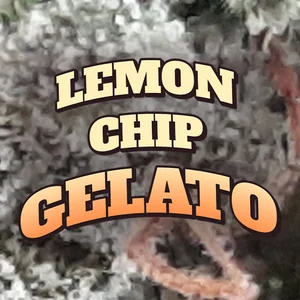 Lemon Chip Gelato Cannabis Strain