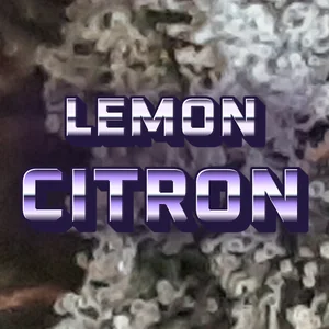 Lemon Citron Cannabis Strain